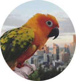 Development pet